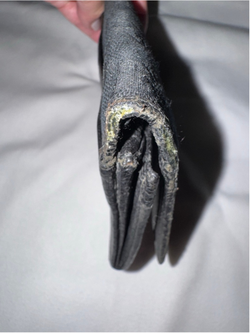 Gucci Black GG Canvas Wallet Bifold Long Wallet Monogram Leather Trim - Picture 7 of 9